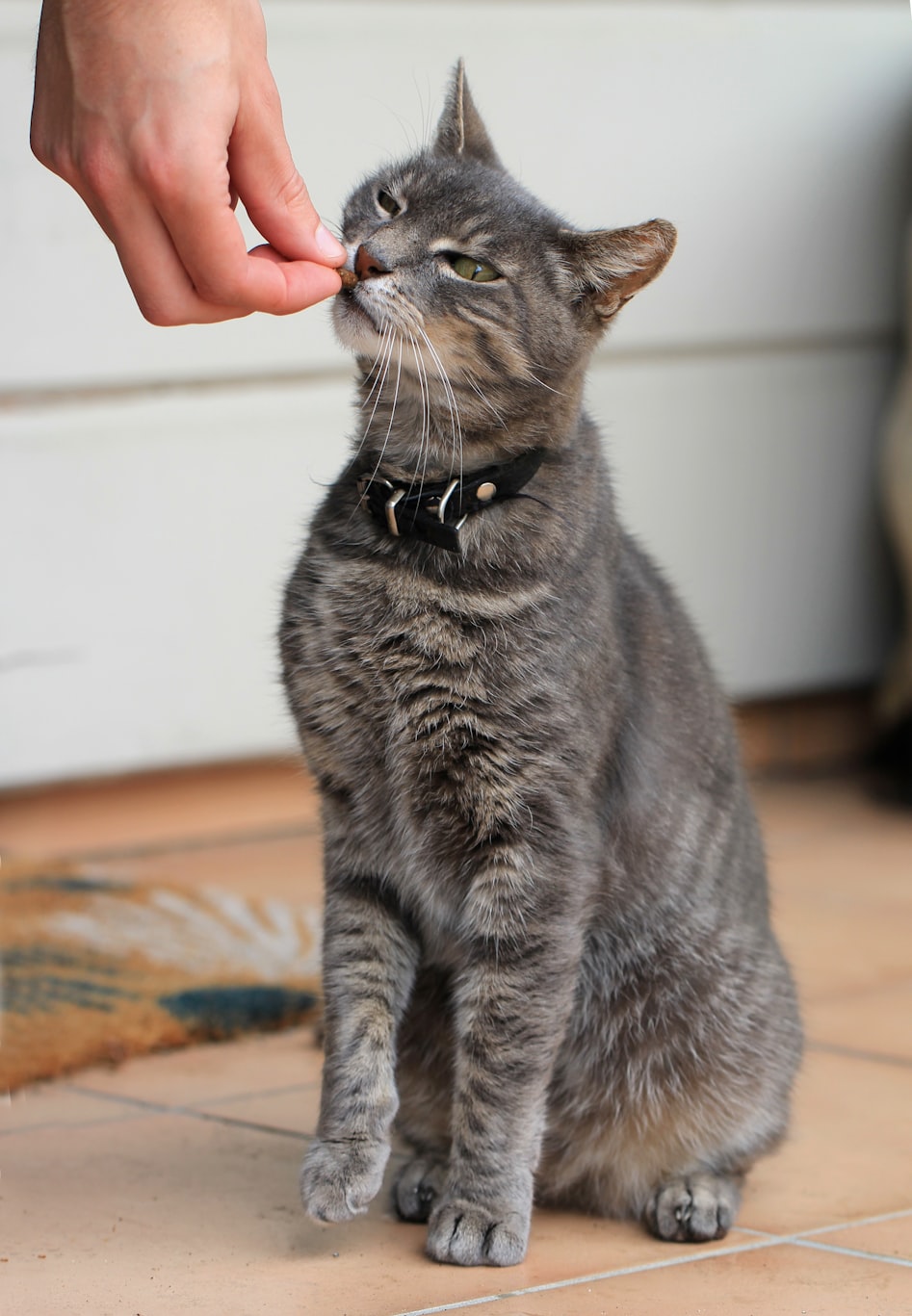 怎么养刚出生的小猫.刚出生猫怎么养活