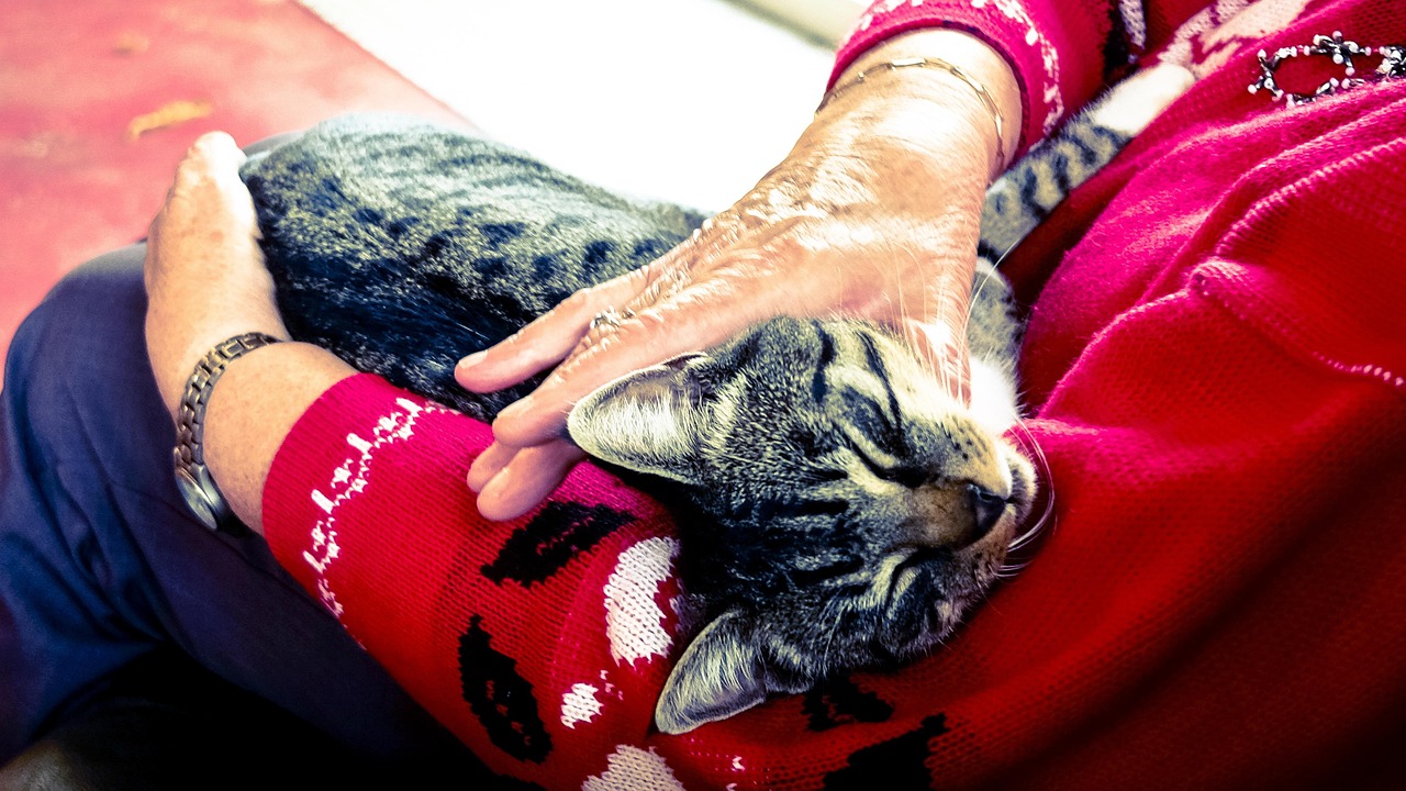 怎么养刚出生的小猫.刚出生猫怎么养活