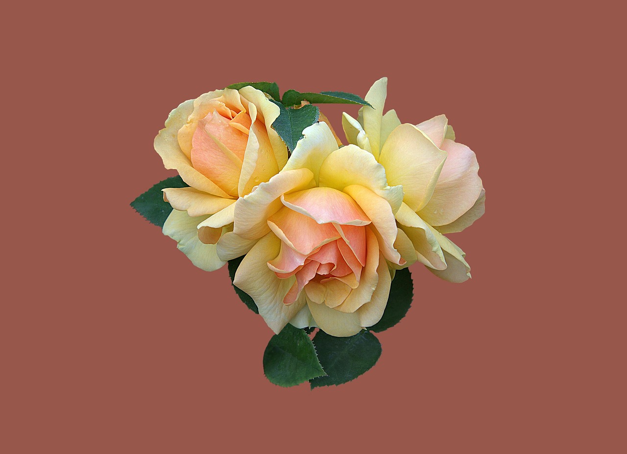 昙花一现的唯美句子关于昙花一现的句子.昙花一现的唯美句子关于昙花一现的句子有哪些 昙花一现的唯美句子关于昙花一现的句子.昙花一现的唯美句子关于昙花一现的句子有哪些