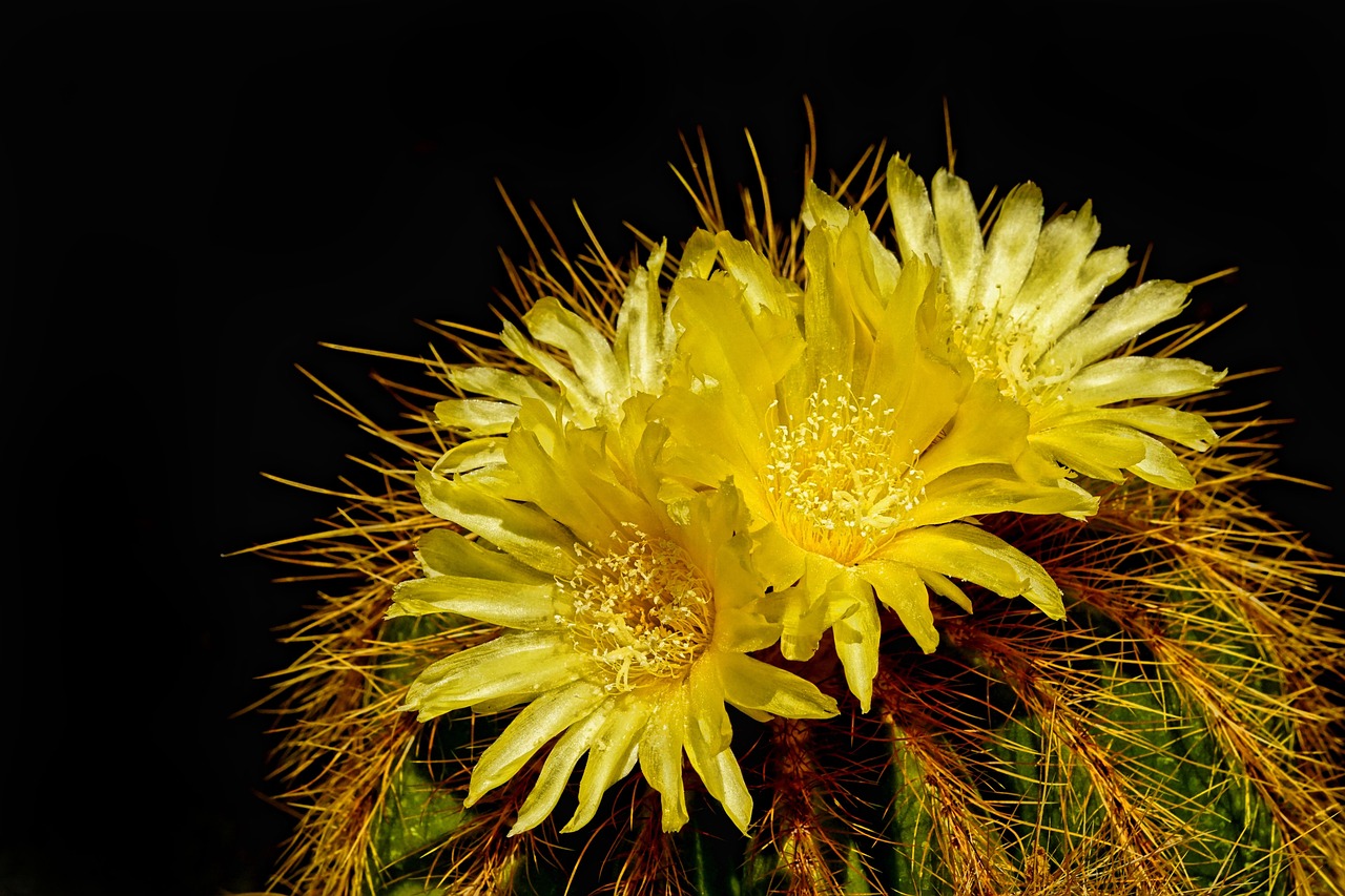 “认识紫薇花” 紫薇花俗名？