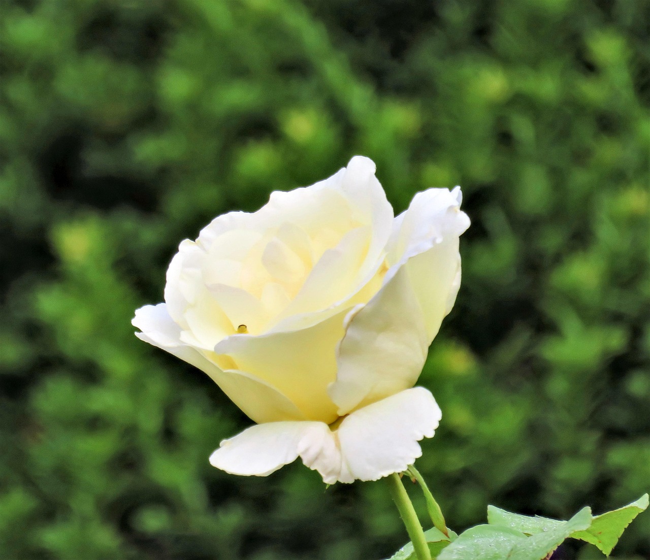 “世界上比较高贵的花是哪种	” 比较高贵的花是哪种花？