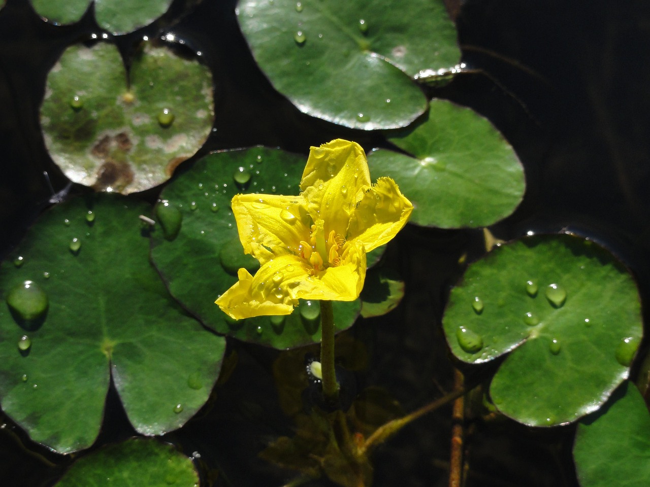 【水生植物有哪些/淡水水生植物有哪些】 【水生植物有哪些/淡水水生植物有哪些】