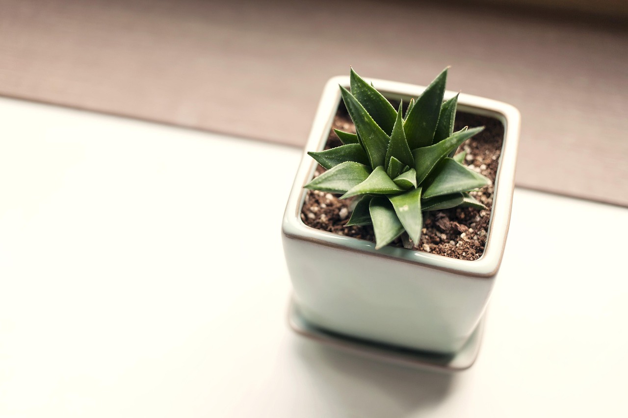 60种盆栽植物名称,盆栽花卉名称大全
