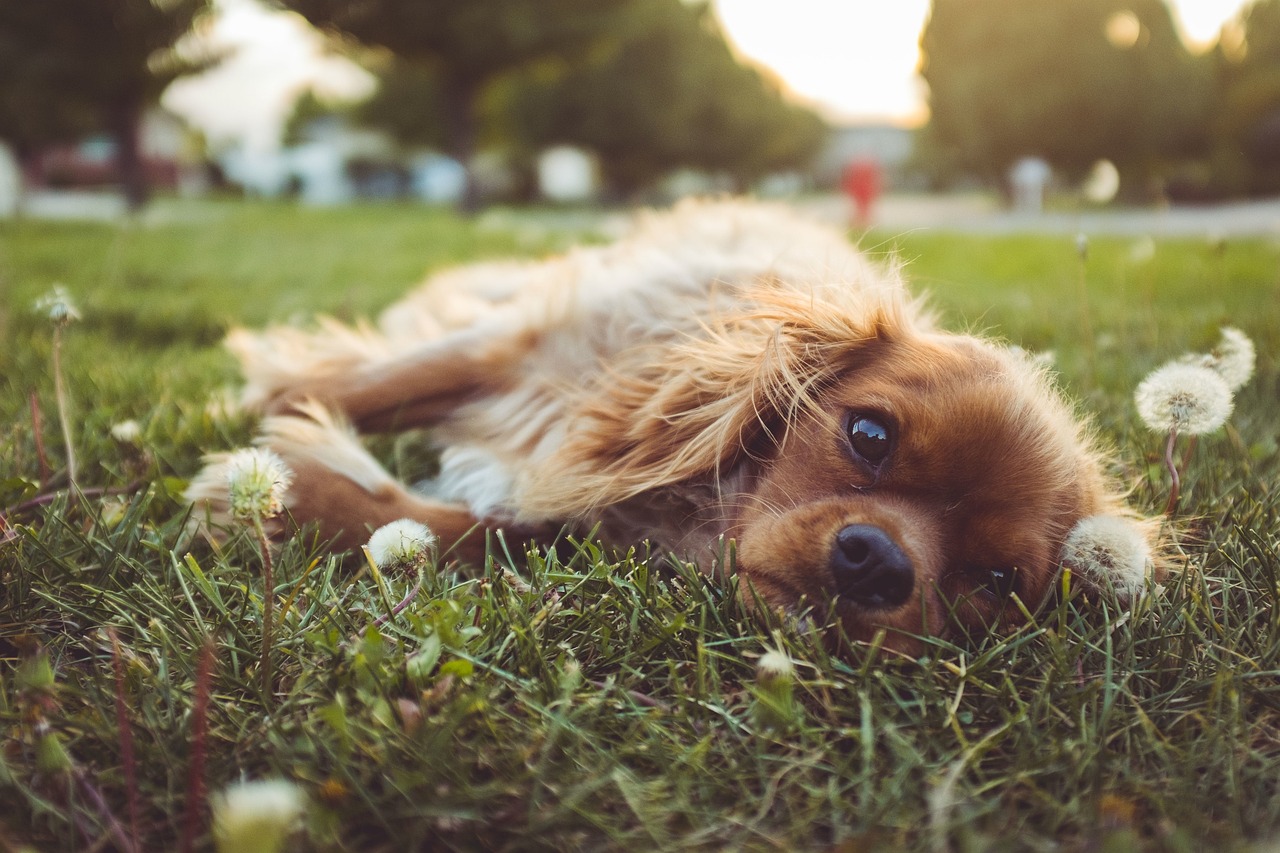 狗咬了多久打狂犬疫苗有效-狗咬了多少时间内打狂犬疫苗 狗咬了多久打狂犬疫苗有效-狗咬了多少时间内打狂犬疫苗