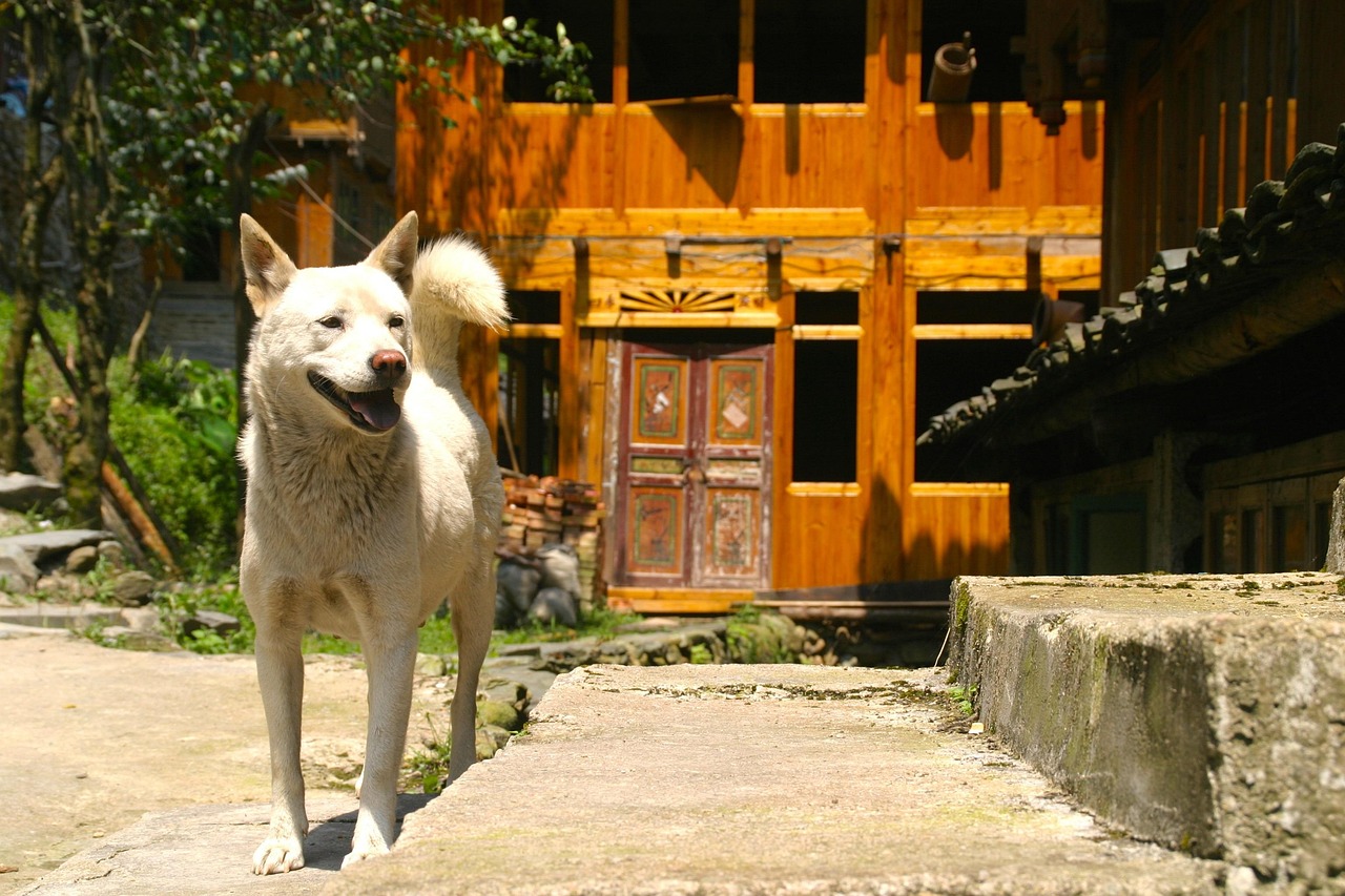 上海去哪领养猫.上海领养狗狗的地方