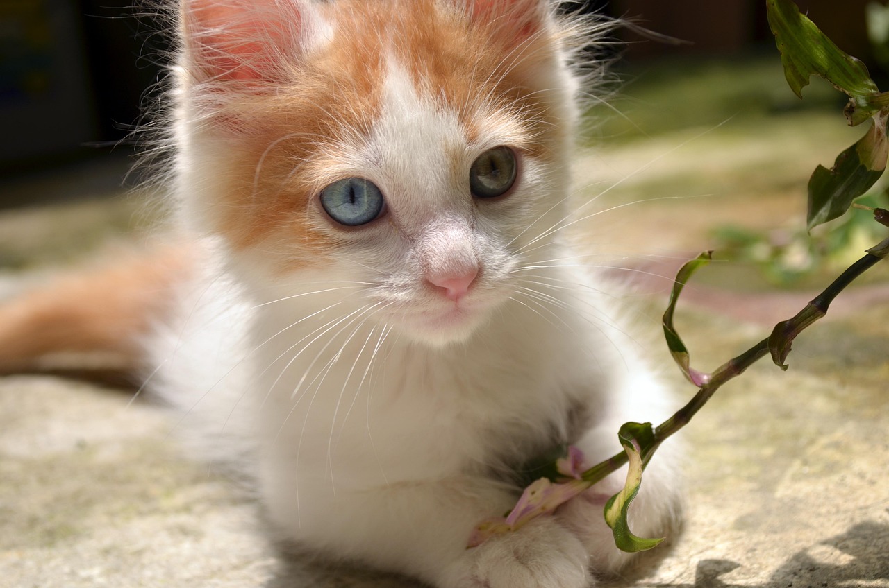 上海去哪领养猫.上海领养狗狗的地方