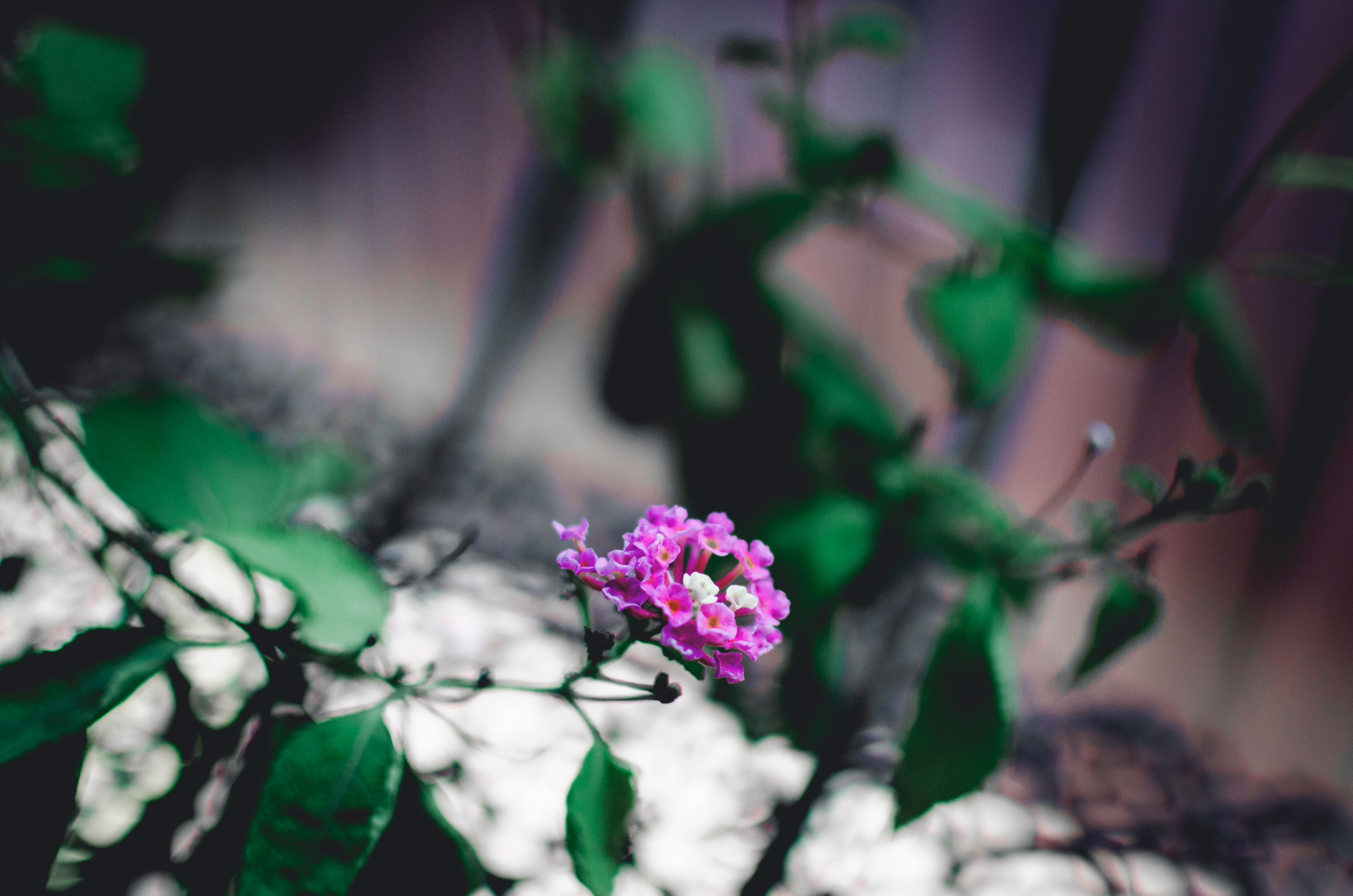 一束花的朋友圈文案〃一束花的朋友圈文案图片