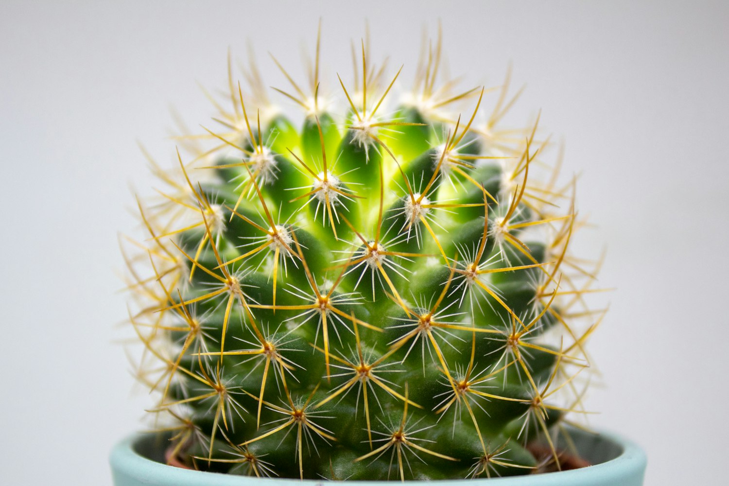 「50种常见室内盆栽绿化植物」〃室内绿植盆景