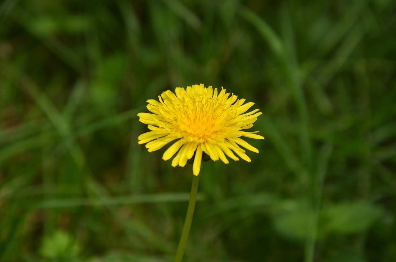 “描写四季植物的好段” 描写四季植物的好段落？