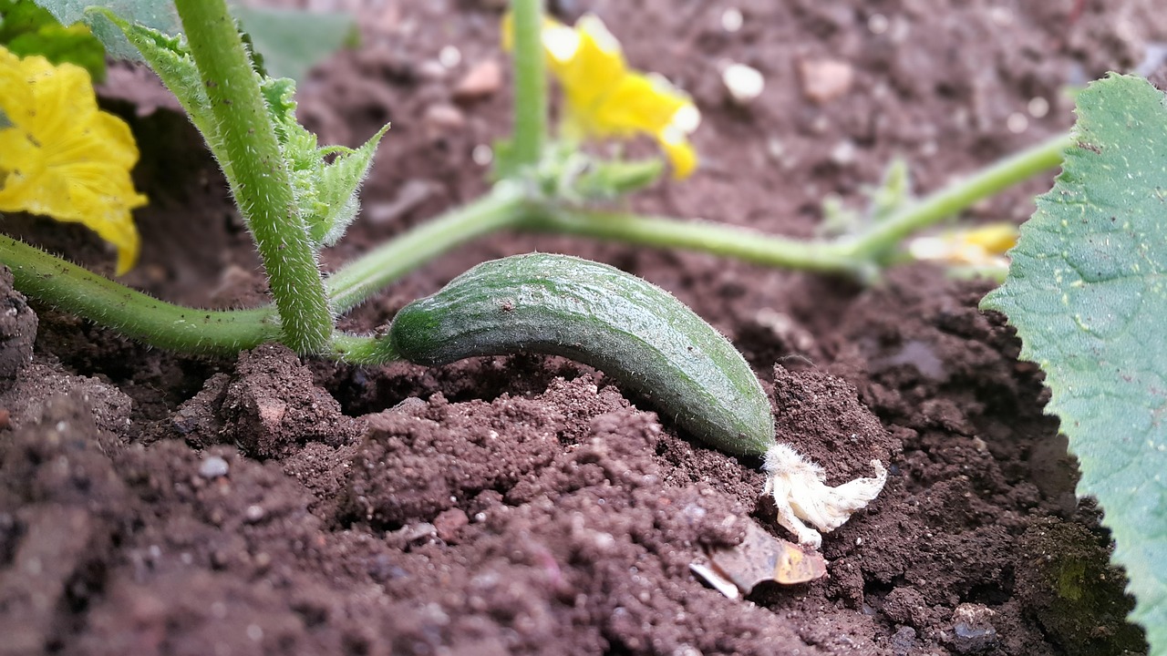 植物大战僵尸里你喜欢哪些植物？〃植物大战僵尸里你喜欢哪些植物呢