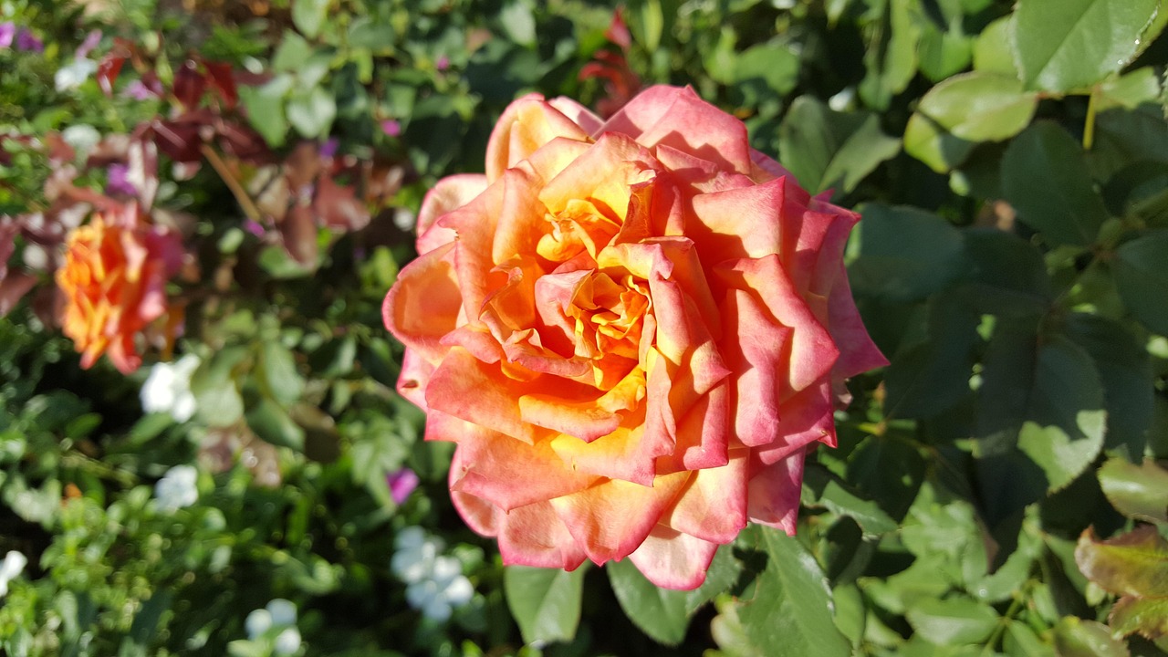 「茶花是四季开花吗」〃正黄旗茶花是四季开花吗