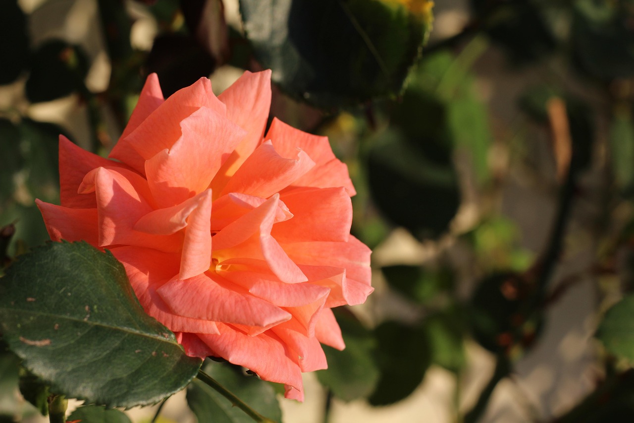 「茶花是四季开花吗」〃正黄旗茶花是四季开花吗
