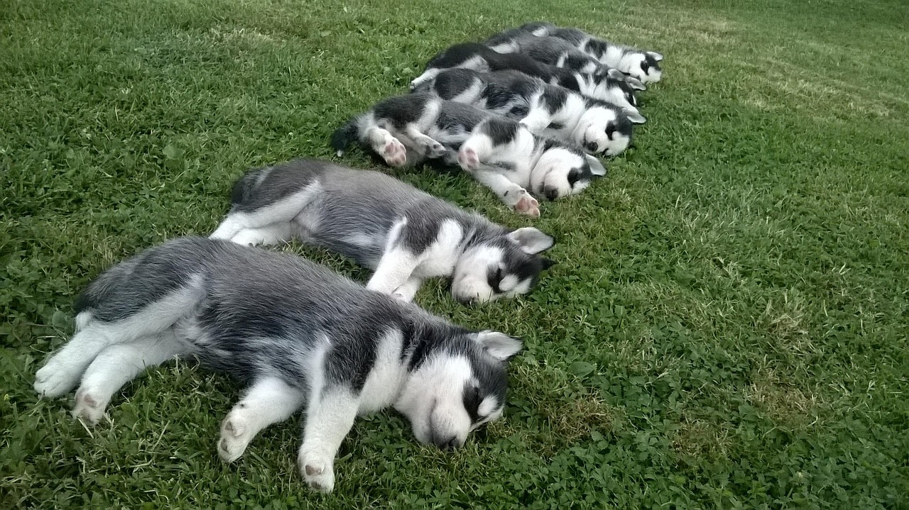 小刺猬怎么饲养.刺猬怎么饲养才能养活