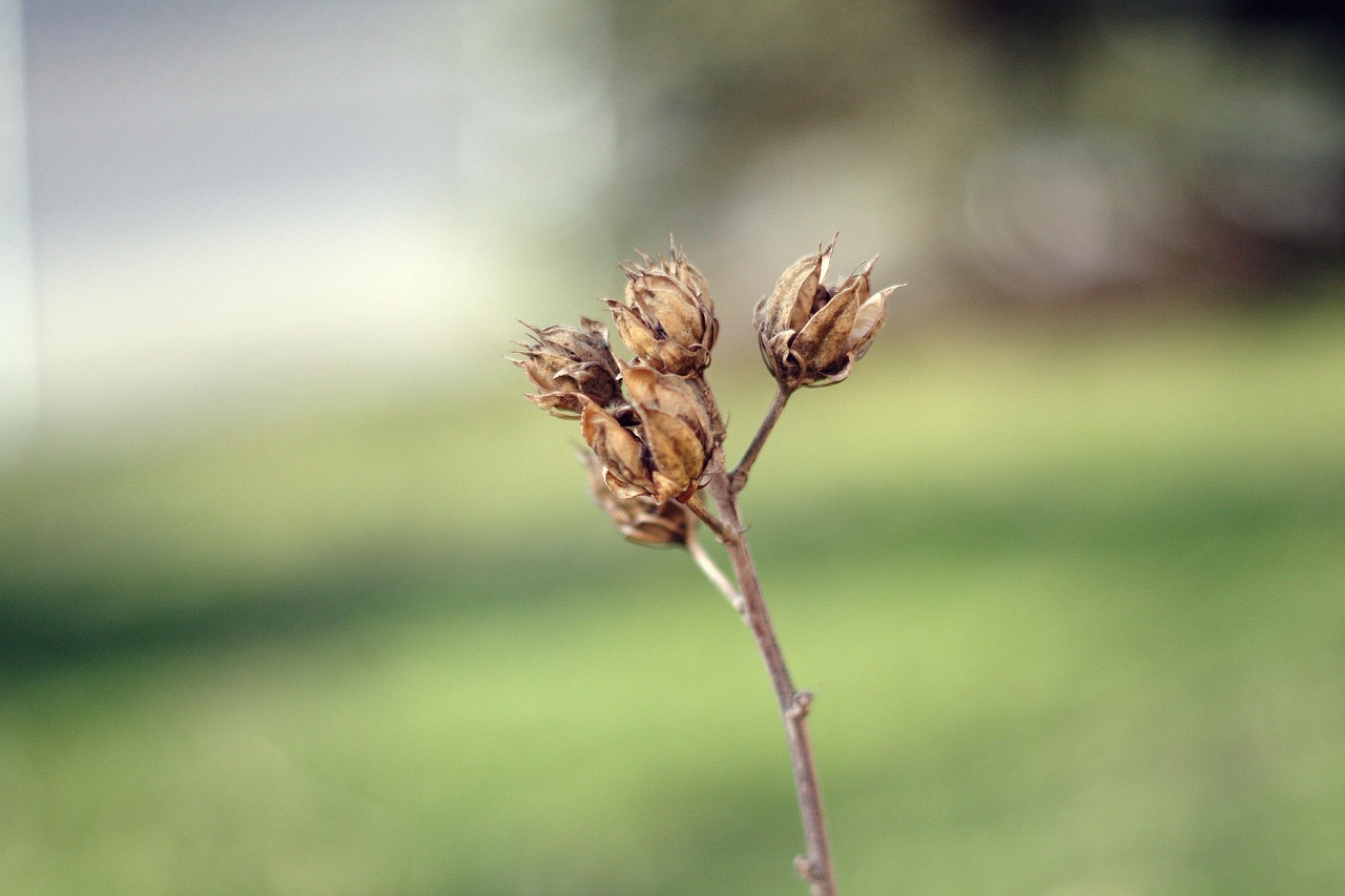 「仿照植物妈妈有办法写一个植物」〃仿照植物妈妈有办法写一个植物桃子吗