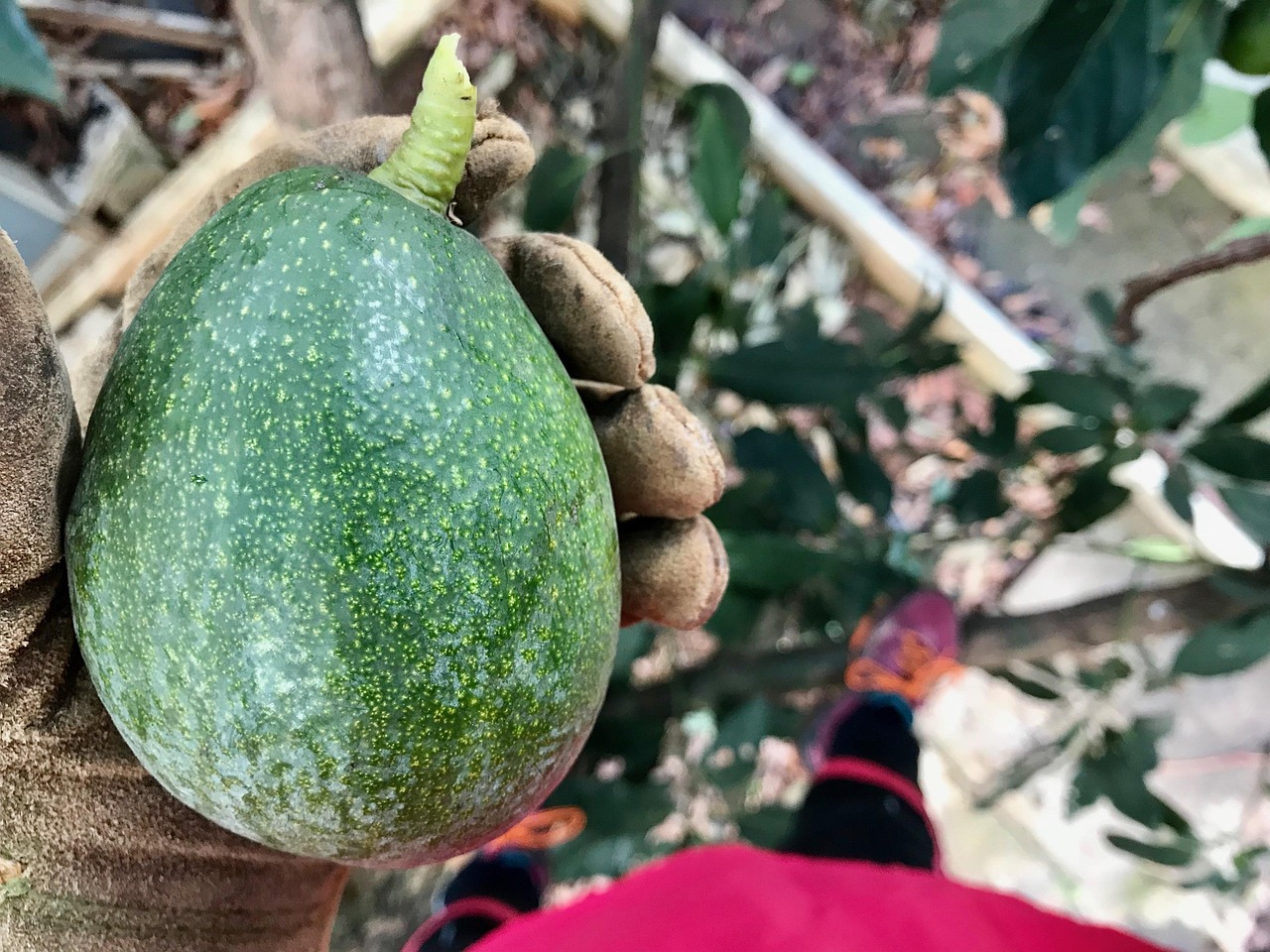 什么蔬菜可以一次种植长期收获?.什么菜种一次可以收几年 什么蔬菜可以一次种植长期收获?.什么菜种一次可以收几年