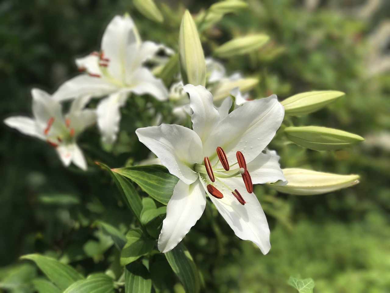 重点保护野生植物的等级是如何确定的-,重点保护野生动植物