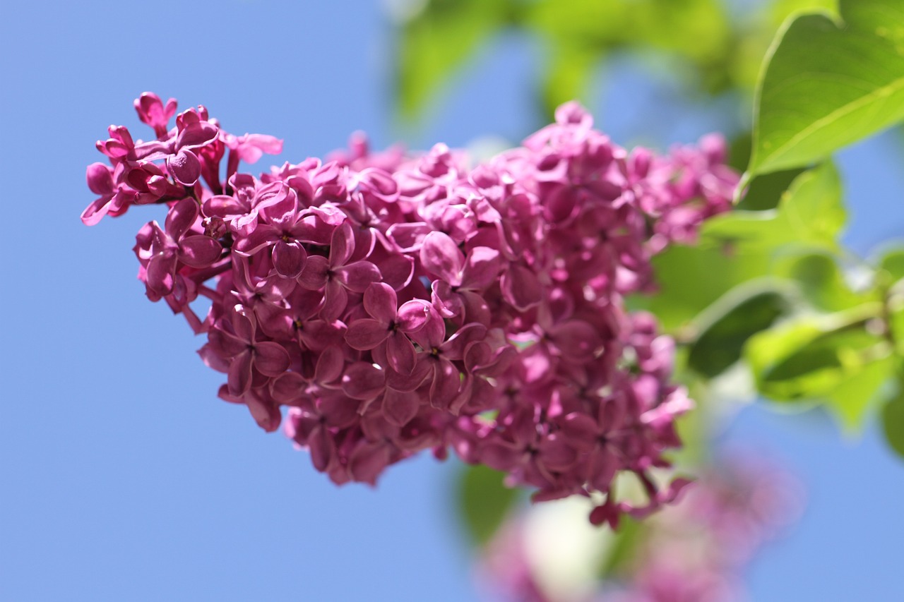 为什么花店都卖紫丁香花〃紫丁香花形 为什么花店都卖紫丁香花〃紫丁香花形