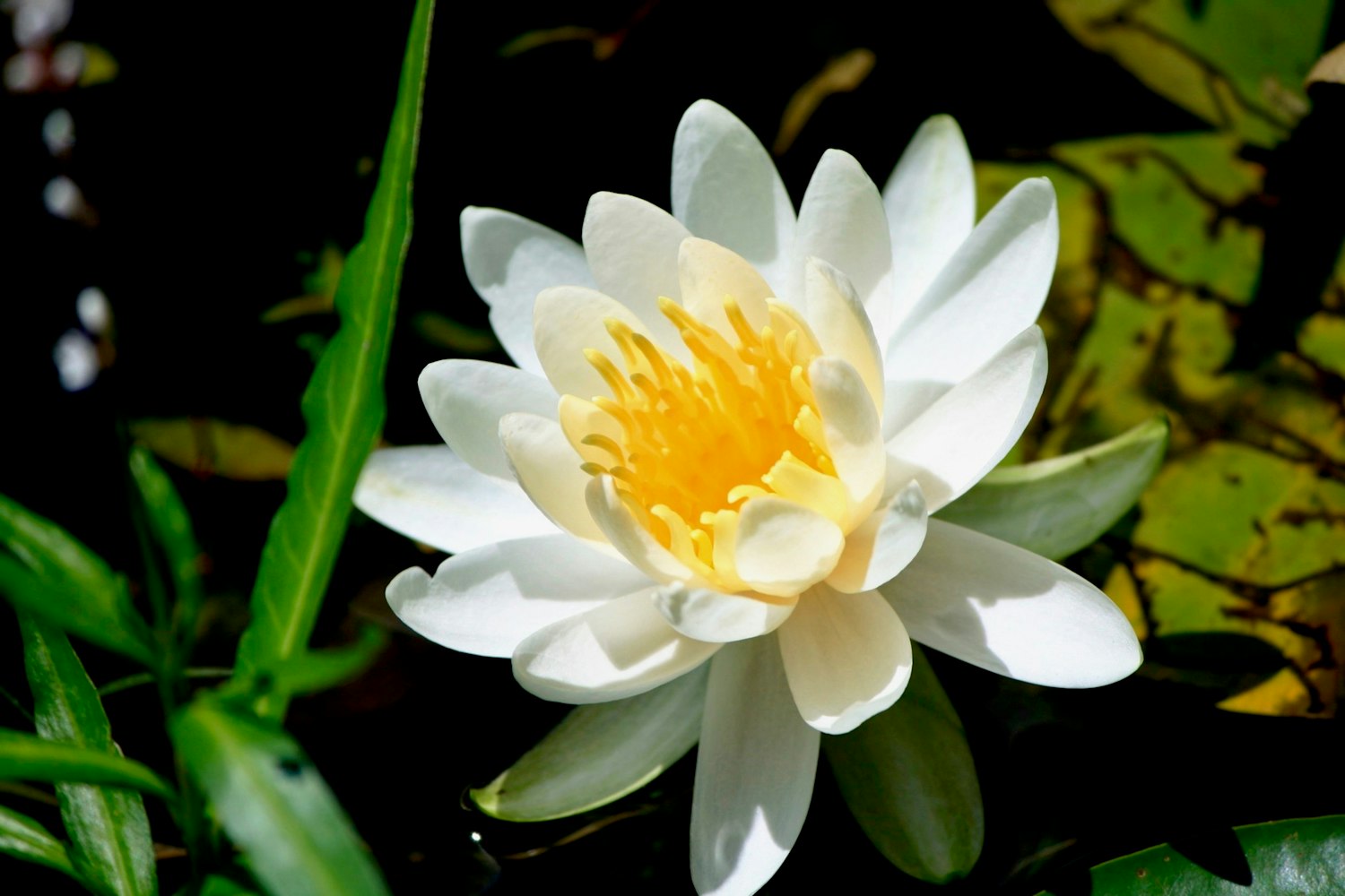 首关于花的诗句.关于花的诗句古诗大全