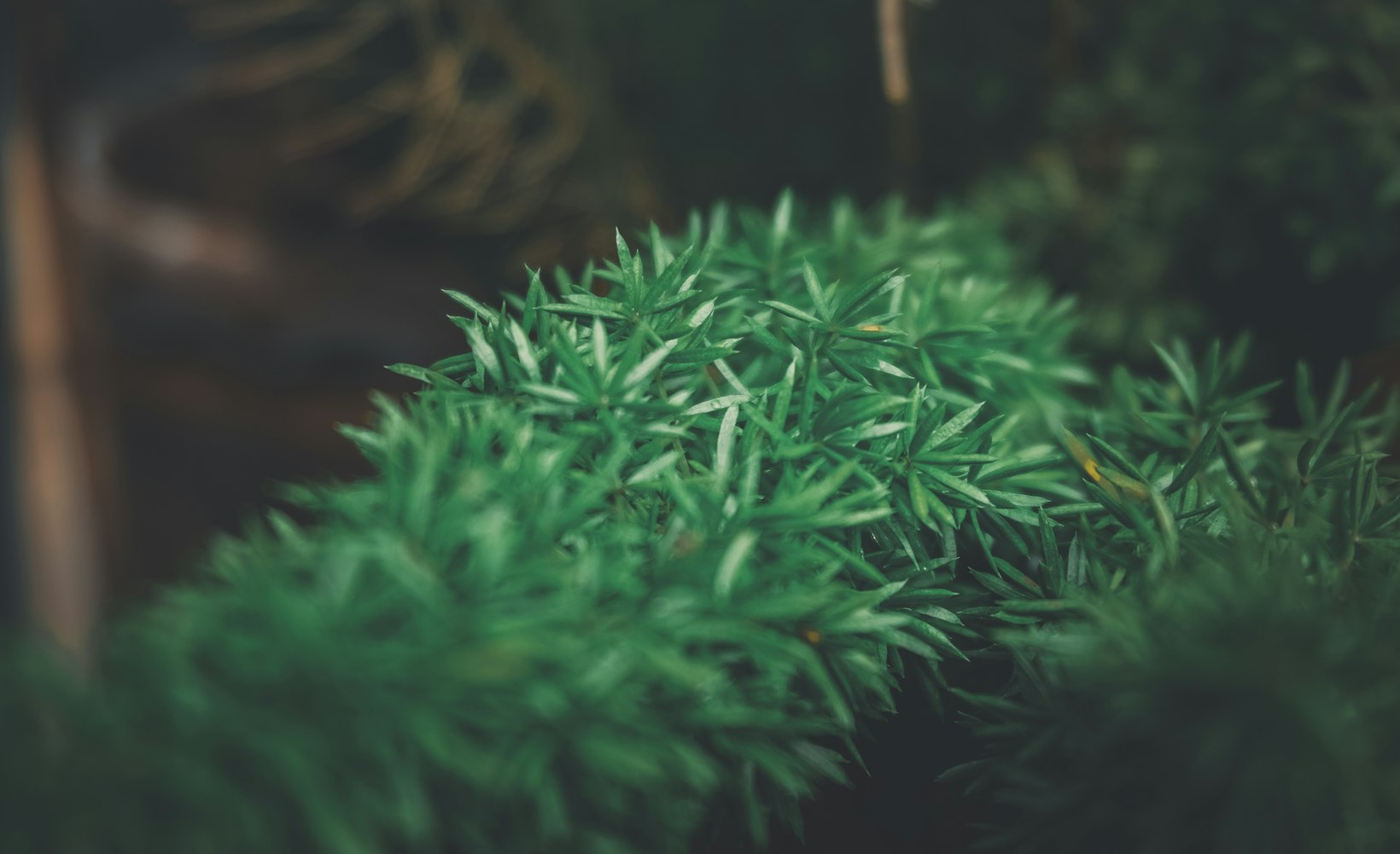 提木西草是否狗尾巴草.提莫西草和狗尾巴草的区别是什么