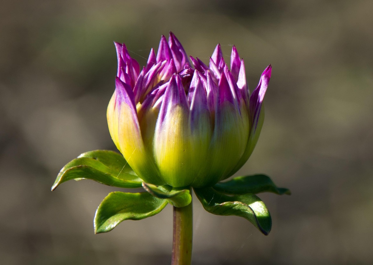 仙人掌科的开的花统称昙花吗-,仙人掌科的开的花统称昙花吗对吗
