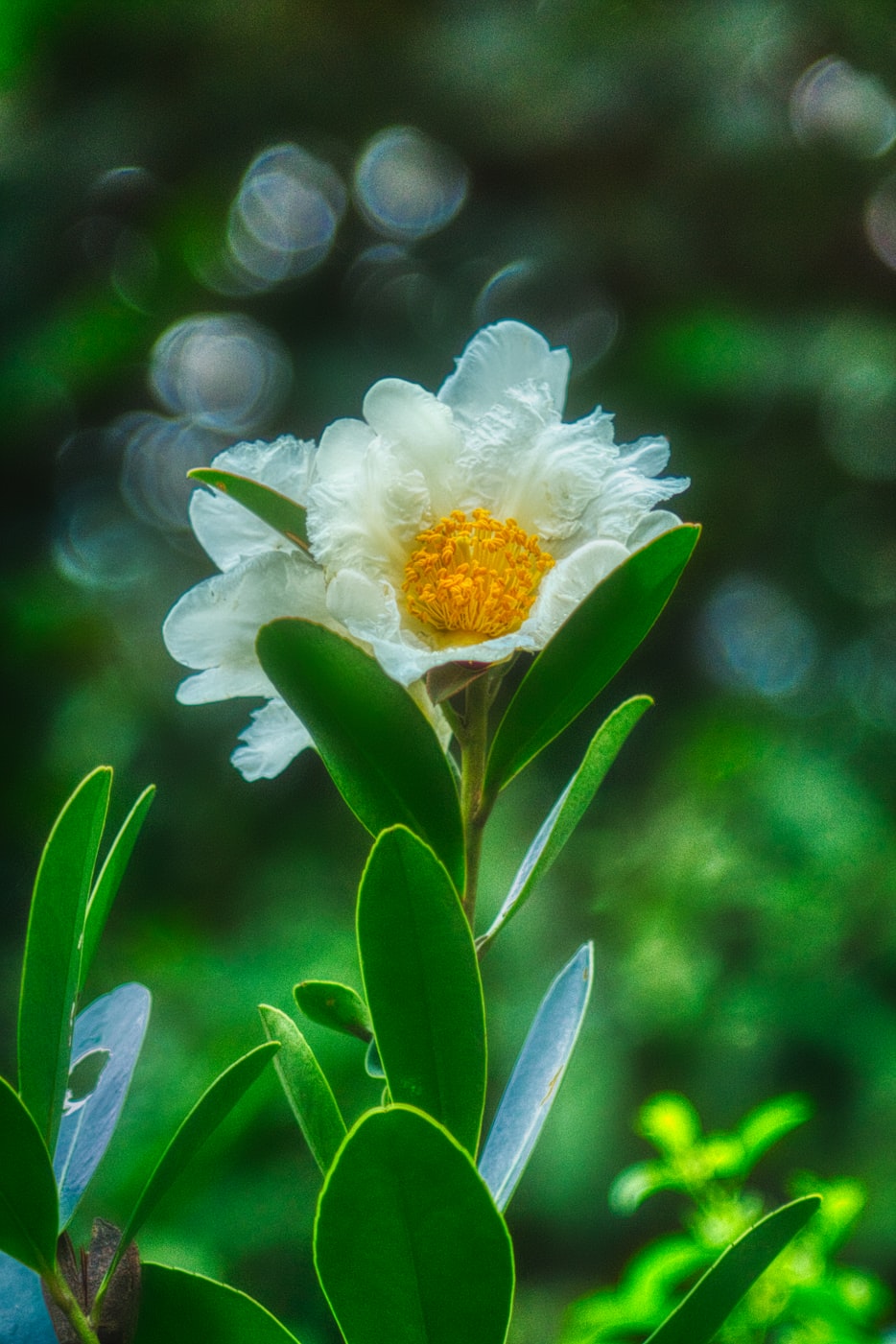 什么花的花语是表示两个好朋友之间的友谊长存-.代表友好的花有哪些