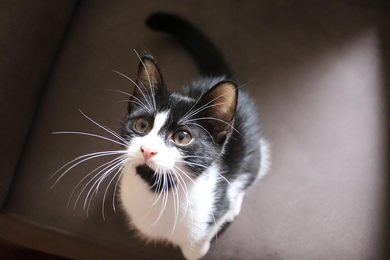 比较好养的猫前十名是什么?-好养的猫排名前十 比较好养的猫前十名是什么?-好养的猫排名前十