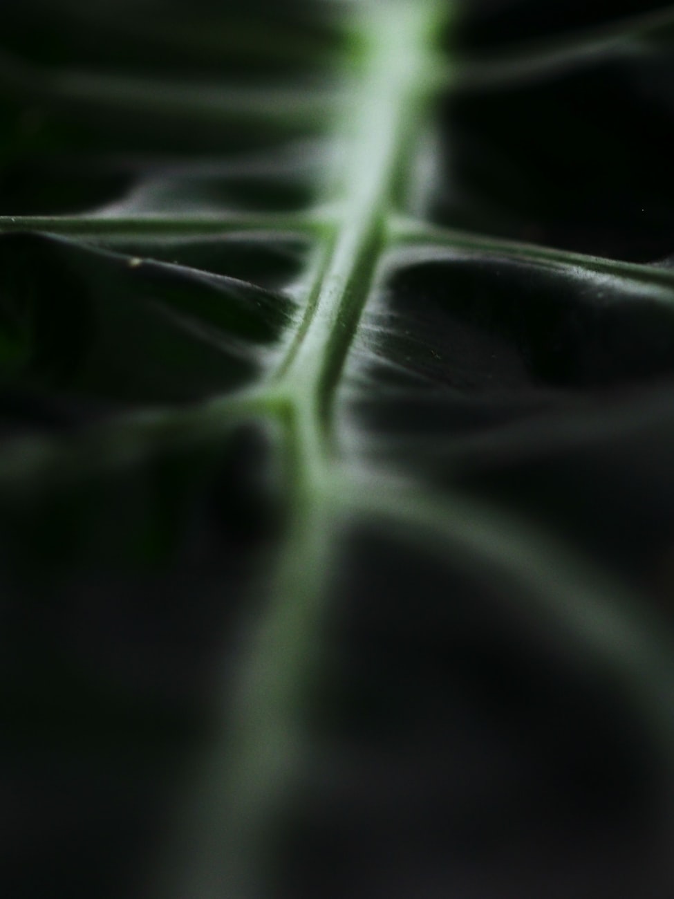 关于植物细胞和动物细胞所共有的生理活动是( )A.光合作用B.呼吸作用C.蒸腾作用D.以上都的信息 关于植物细胞和动物细胞所共有的生理活动是( )A.光合作用B.呼吸作用C.蒸腾作用D.以上都的信息