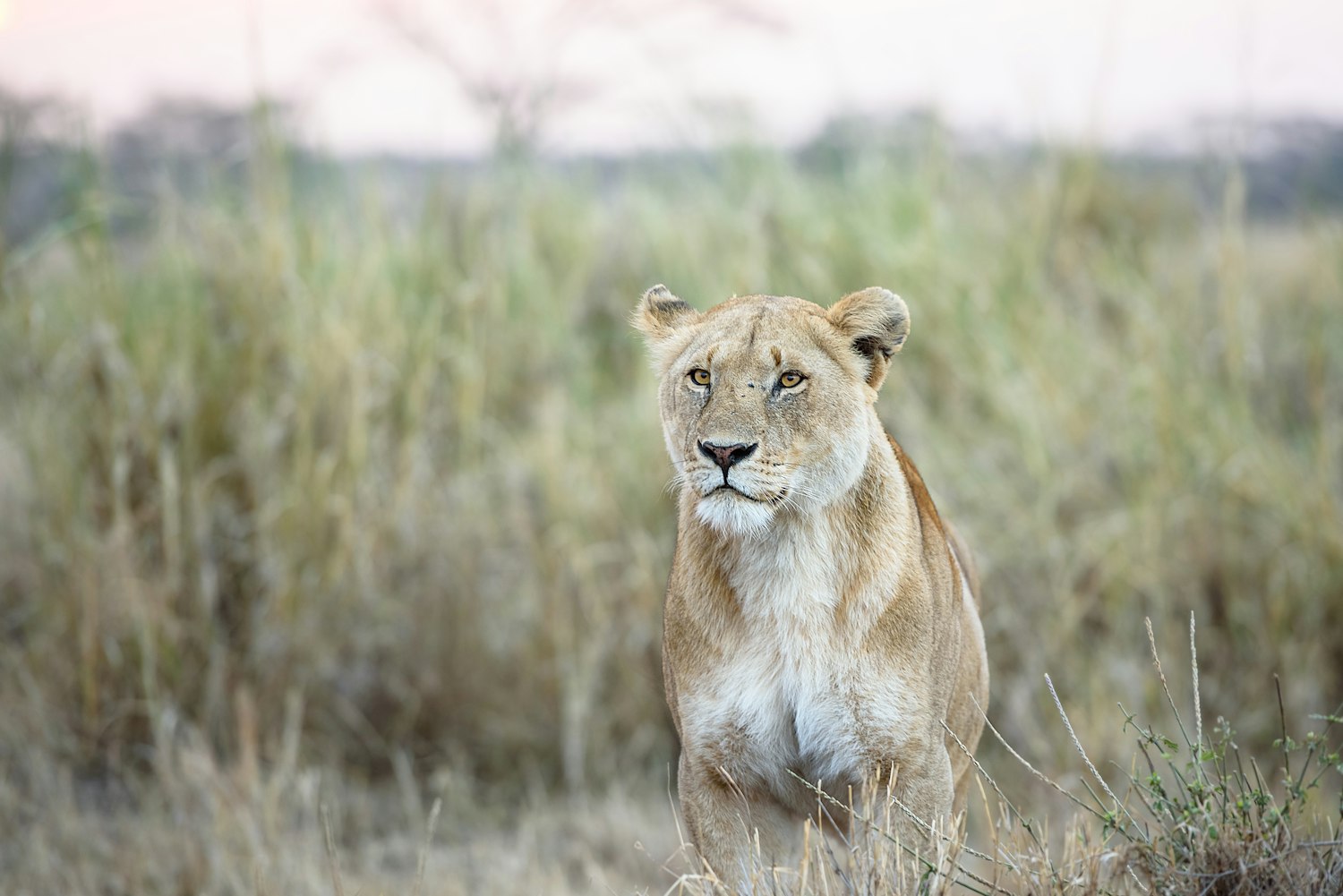 【动物的五大类有哪些-/动物分类六大类具体是哪几类】 【动物的五大类有哪些-/动物分类六大类具体是哪几类】