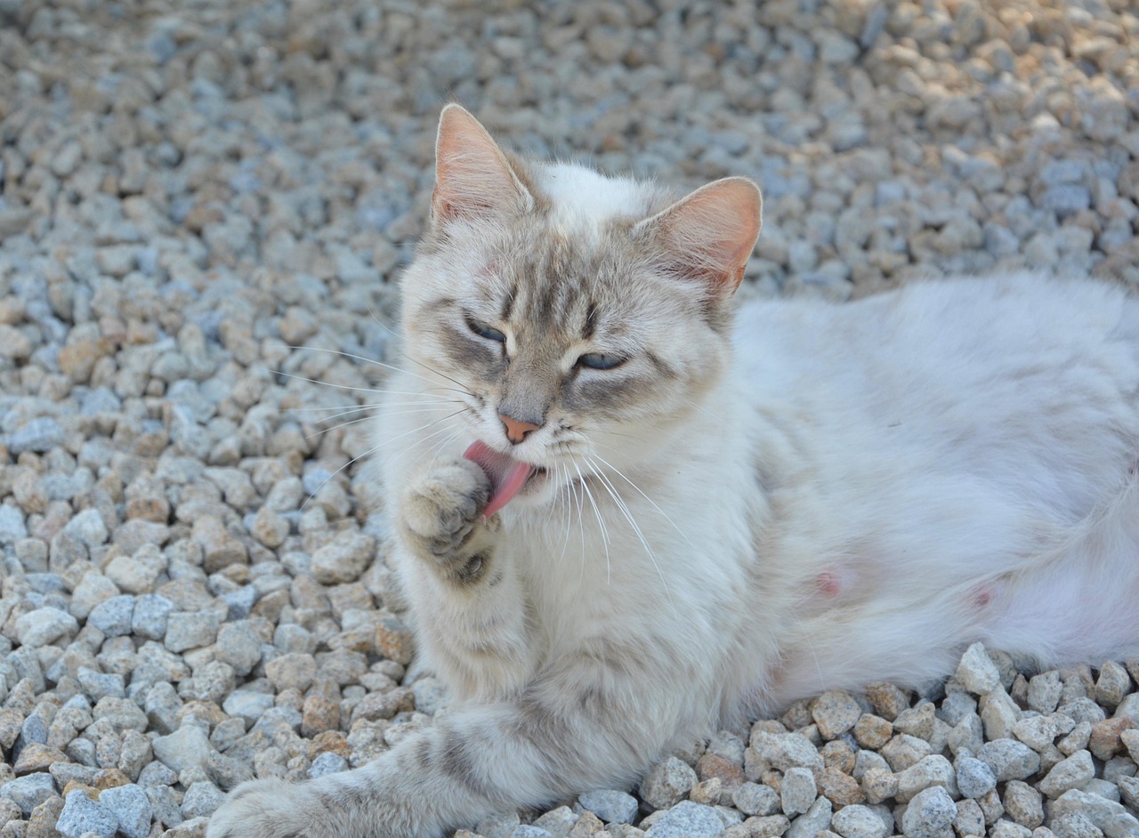 「猫科动物都有什么种啊?」〃猫科动物有哪些百度知道 「猫科动物都有什么种啊?」〃猫科动物有哪些百度知道