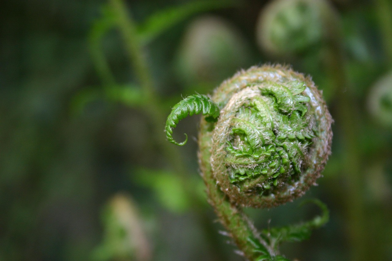 日常生活中植物的生物常识︰(生活中的植物学)