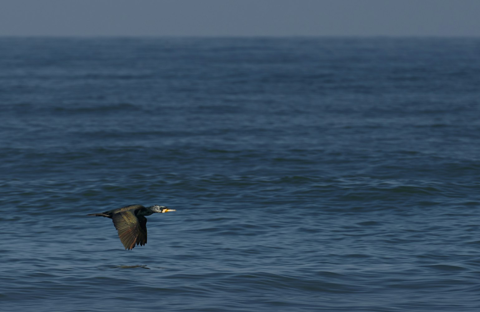 深海迷航日记之海底最小生物排名,深海迷航巨大生物排名榜 深海迷航日记之海底最小生物排名,深海迷航巨大生物排名榜