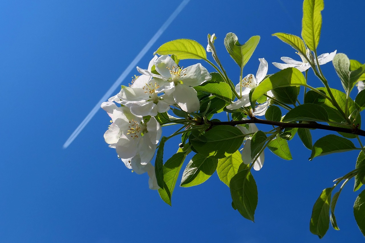 【怎样做叶子（花瓣）标本/用各种各样的叶子做花教程视频】